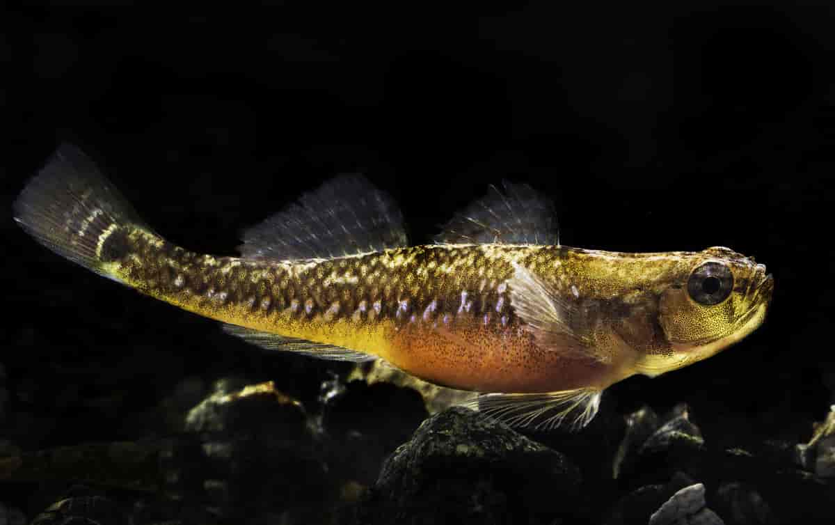 Tangkutling. The two-spotted goby (Pomatoschistus flavescens)