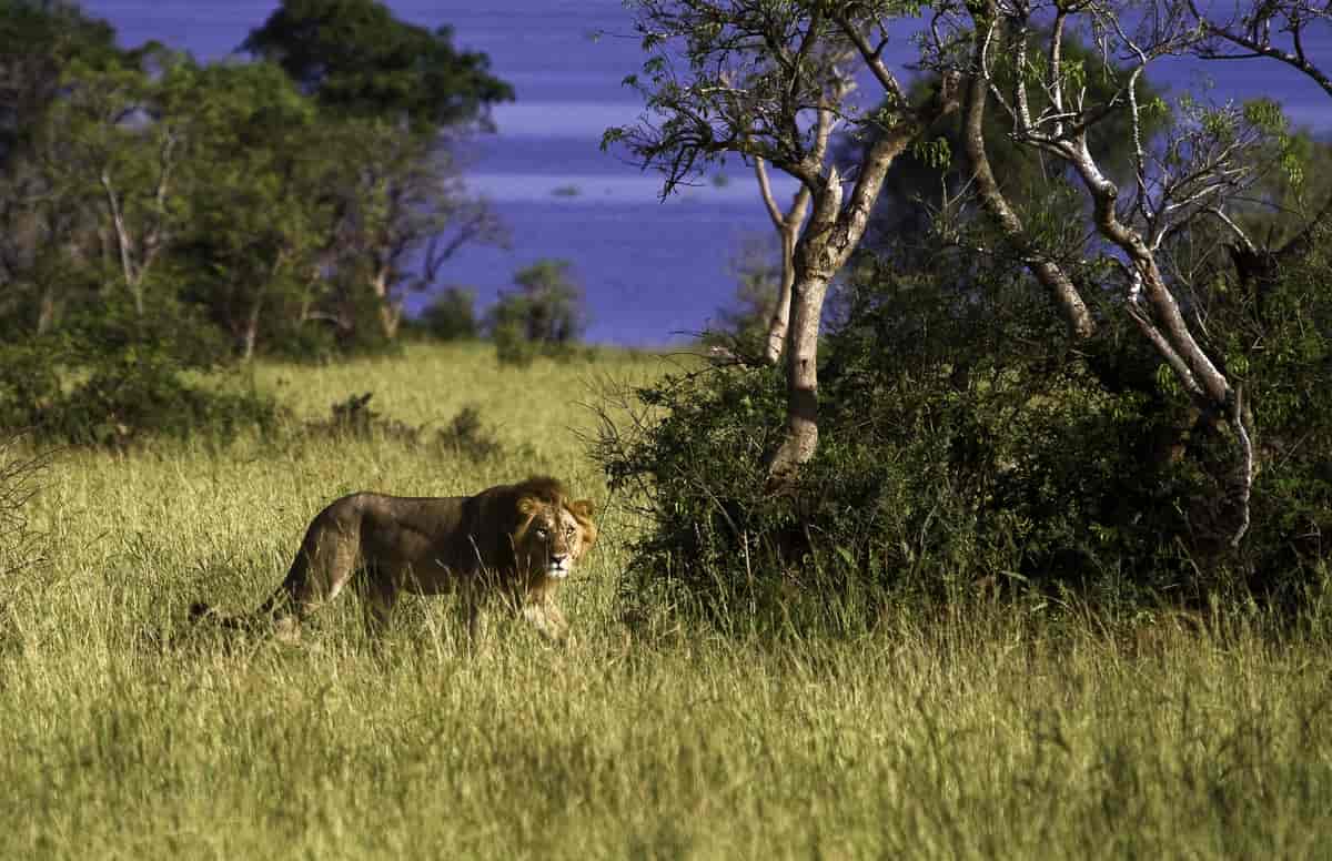Løve i Murchison Falls