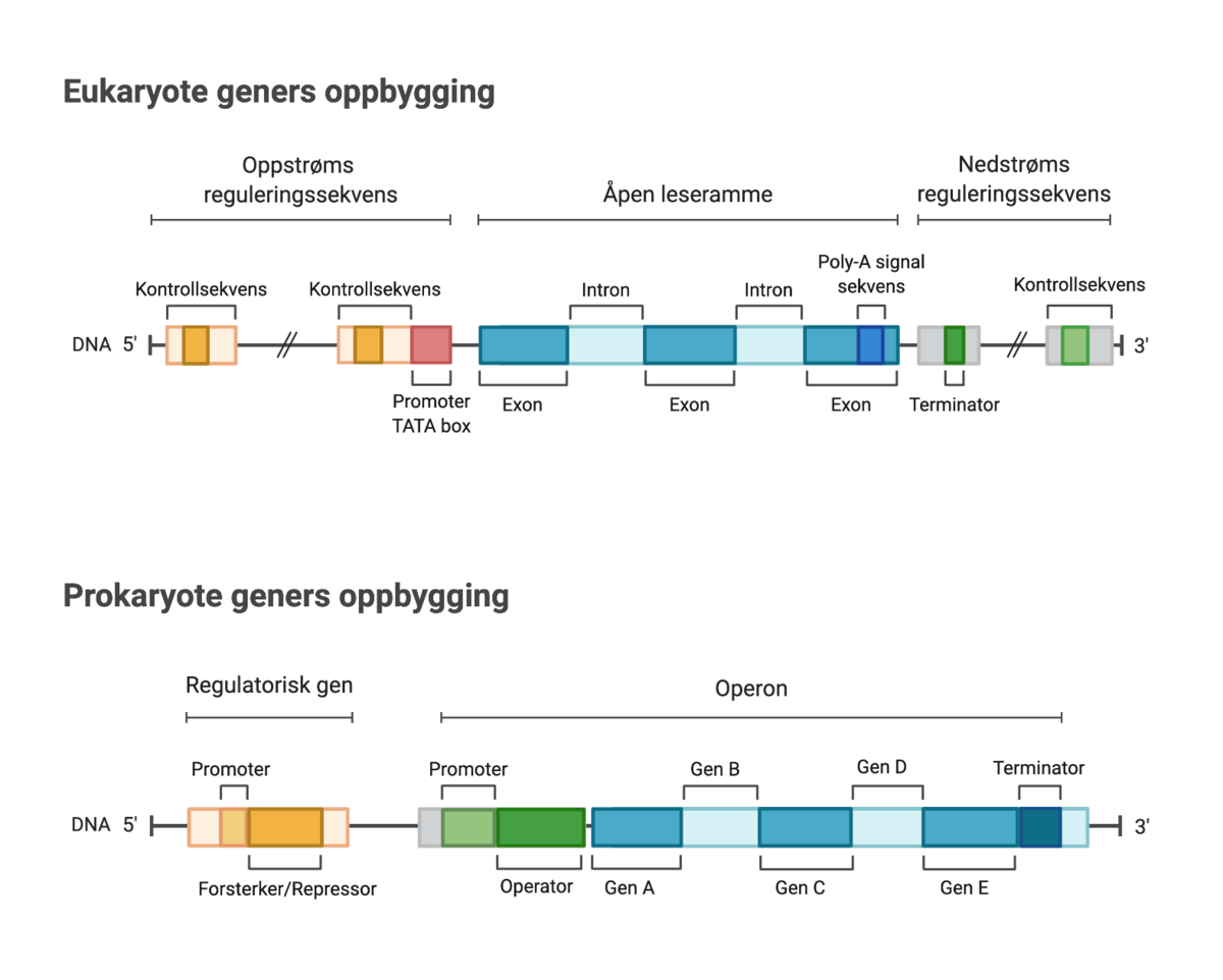 Eukaryot og prokaryot genstruktur