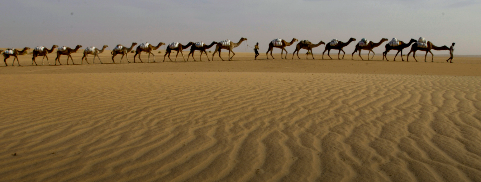 En kamelkaravane lastet med råsalt ledes gjennom ørkenen nær den mauritanske byen Tichit