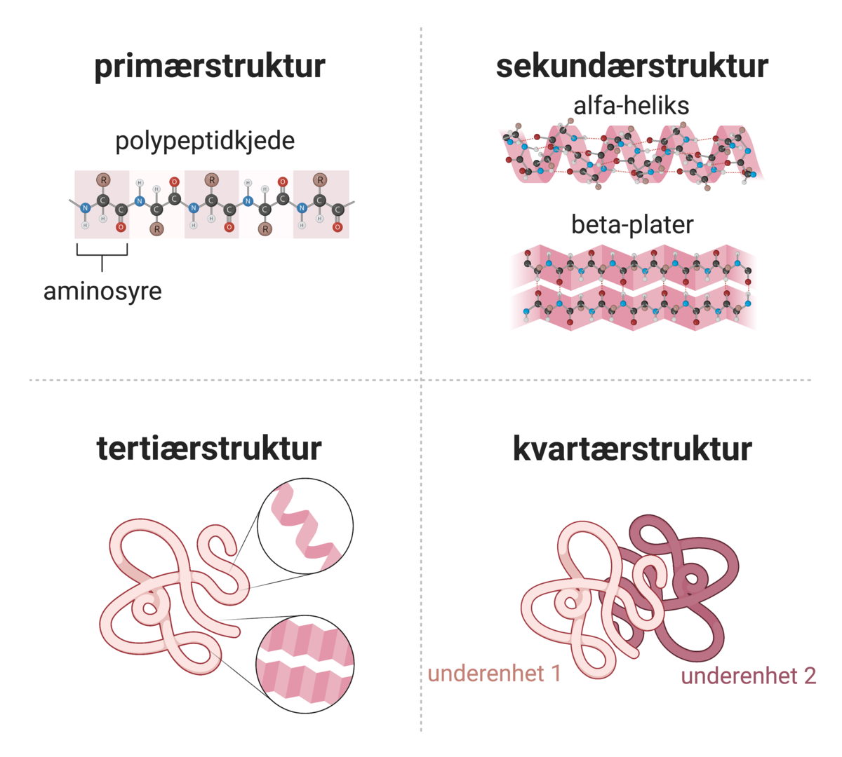 Proteinfolding