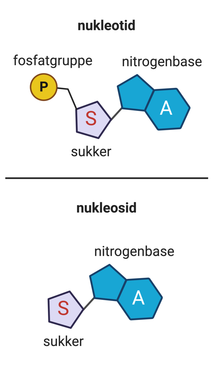 Nukleotid og nukleosid