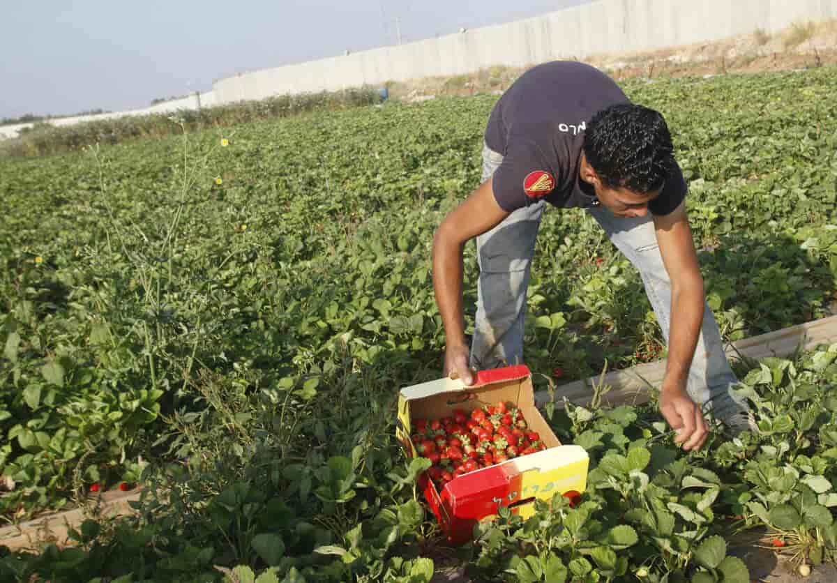 Jordbruk i Palestina