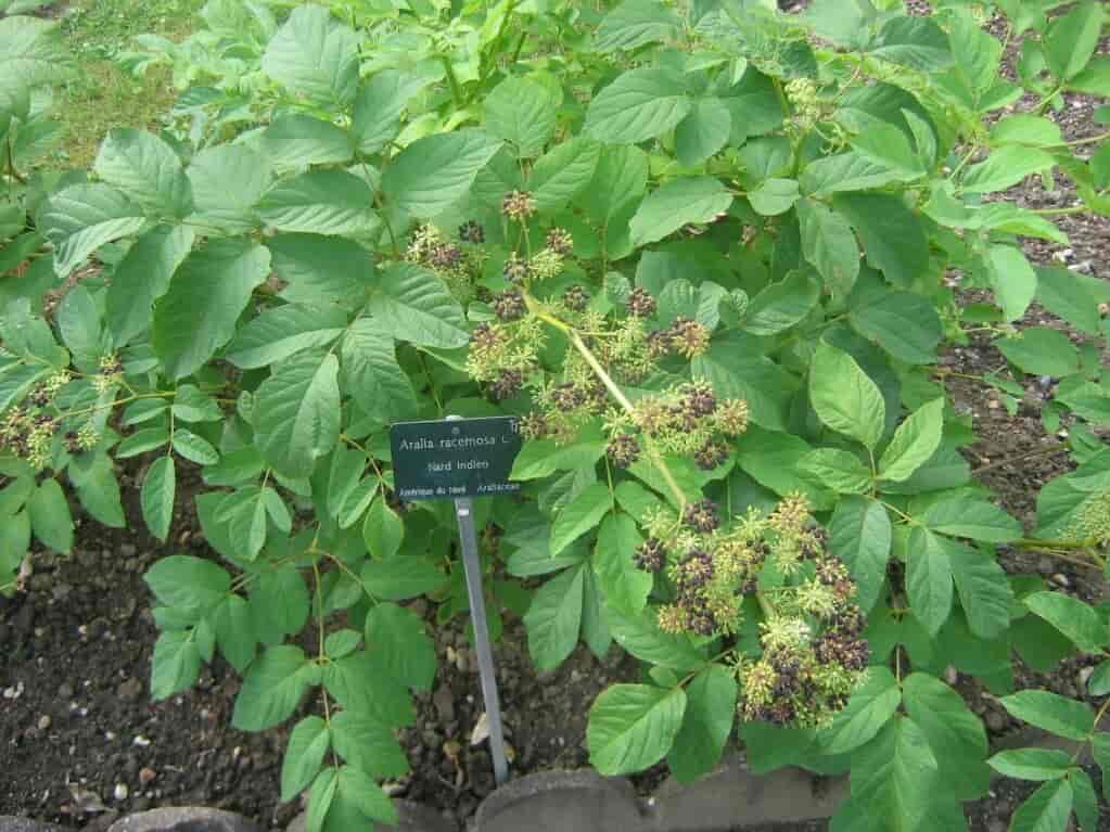 staudearalia (Aralia racemosa)