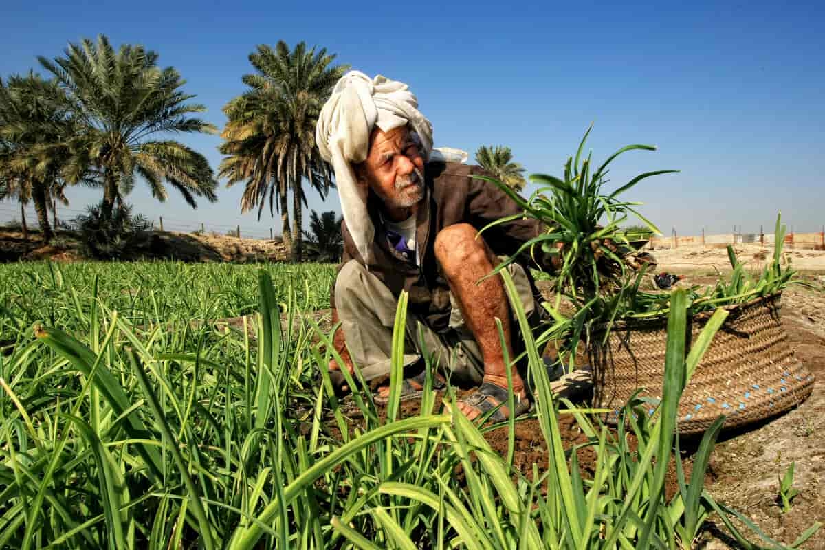 Innhøsting i Bahrain