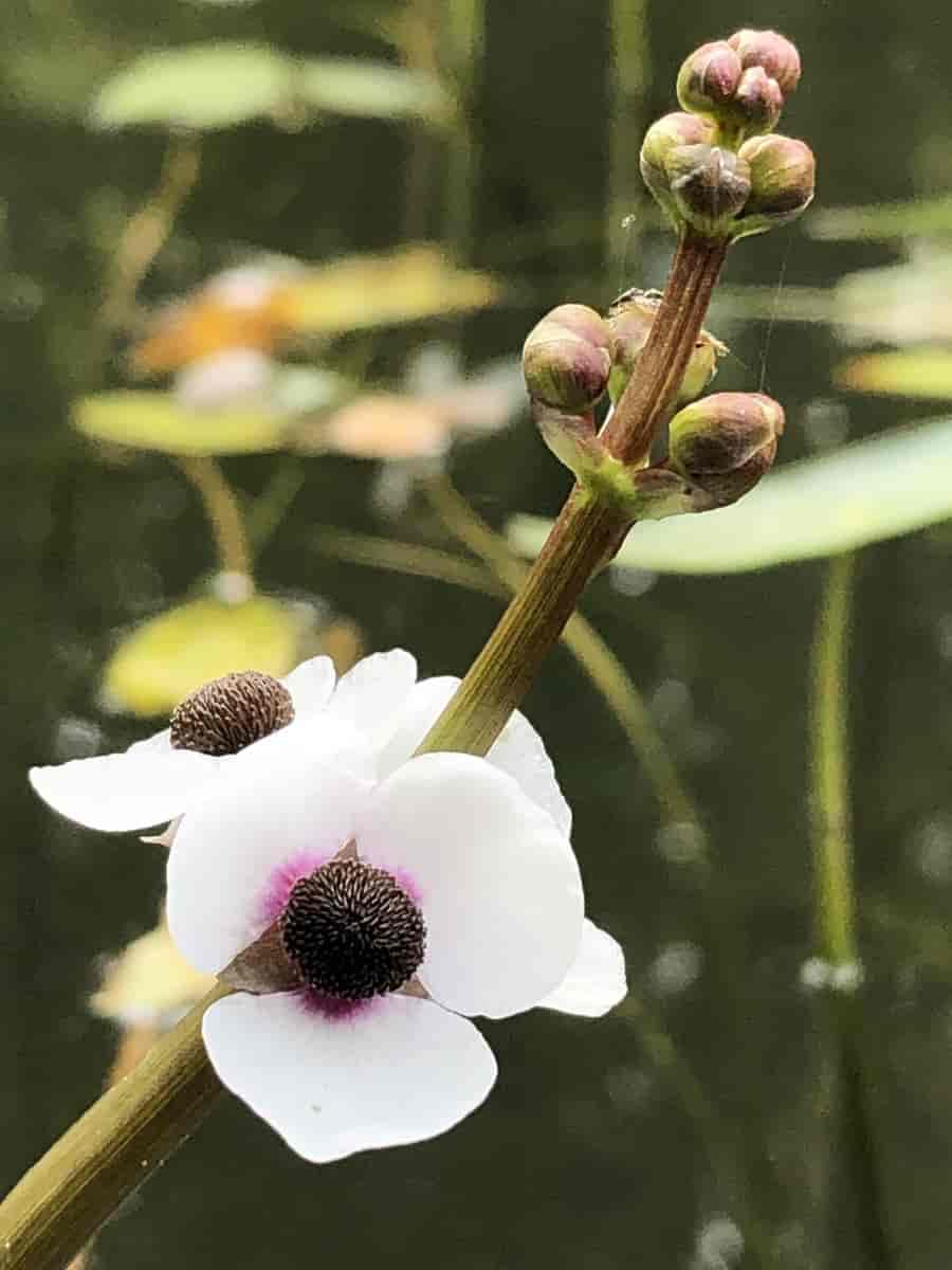 pilblad (Sagittaria sagittifolia)