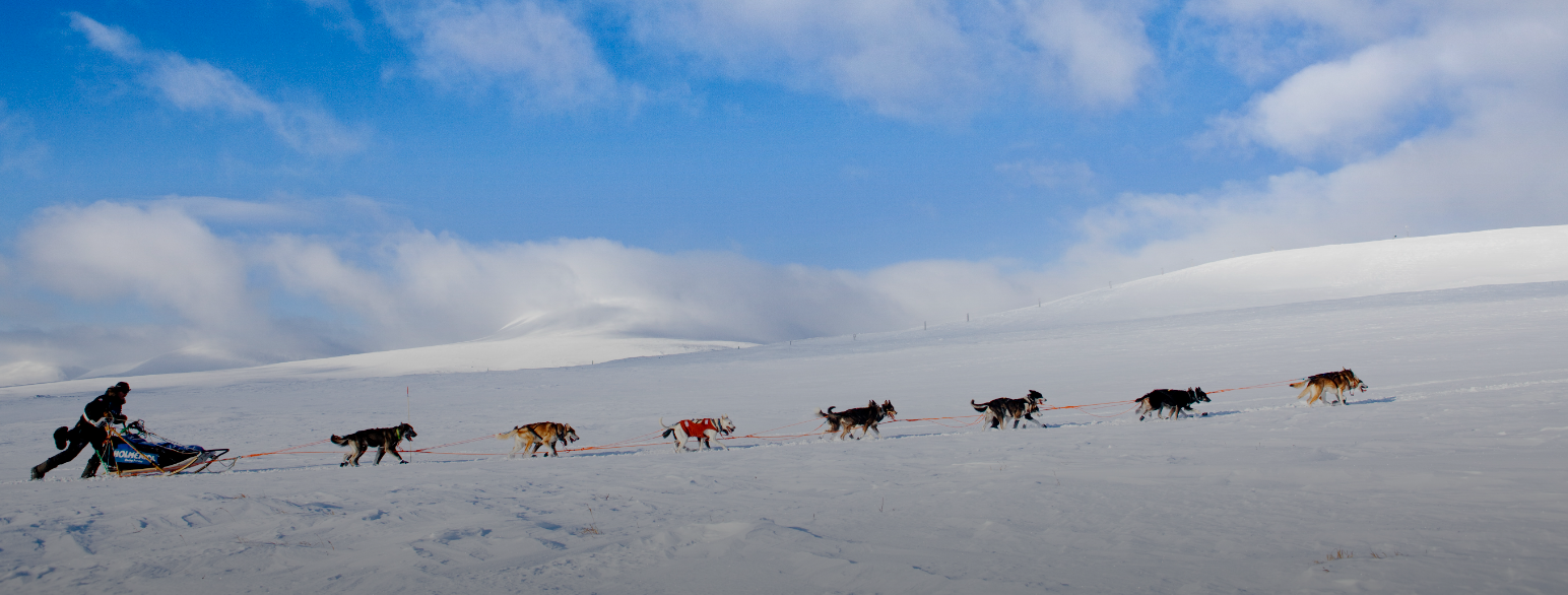Hundekjører Robert Sørlie under Finnmarksløpet