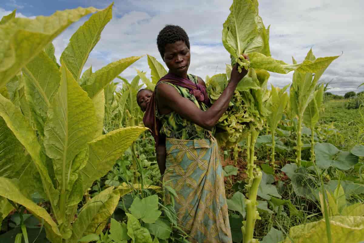 Tobakkshøst i Kasungu