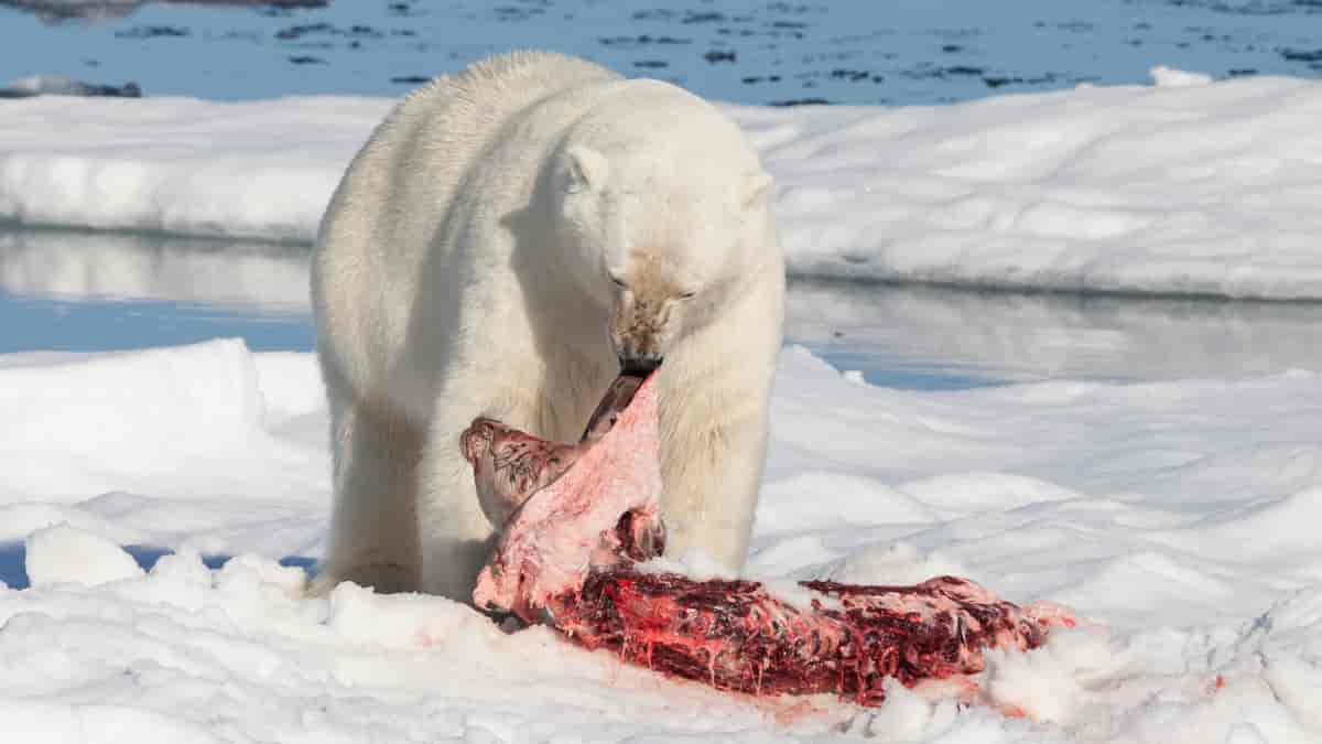 Isbjørn spiser storkobbe