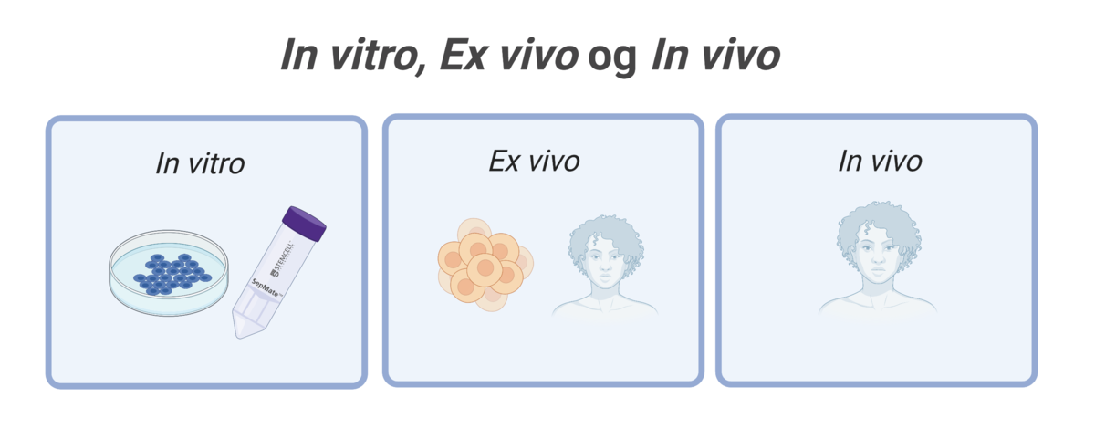 Forskjellen på ex vivo, in vivo og in vitro.