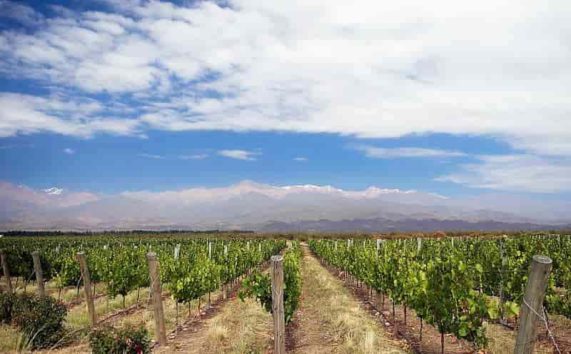 Saleintein vingård, Mendoza