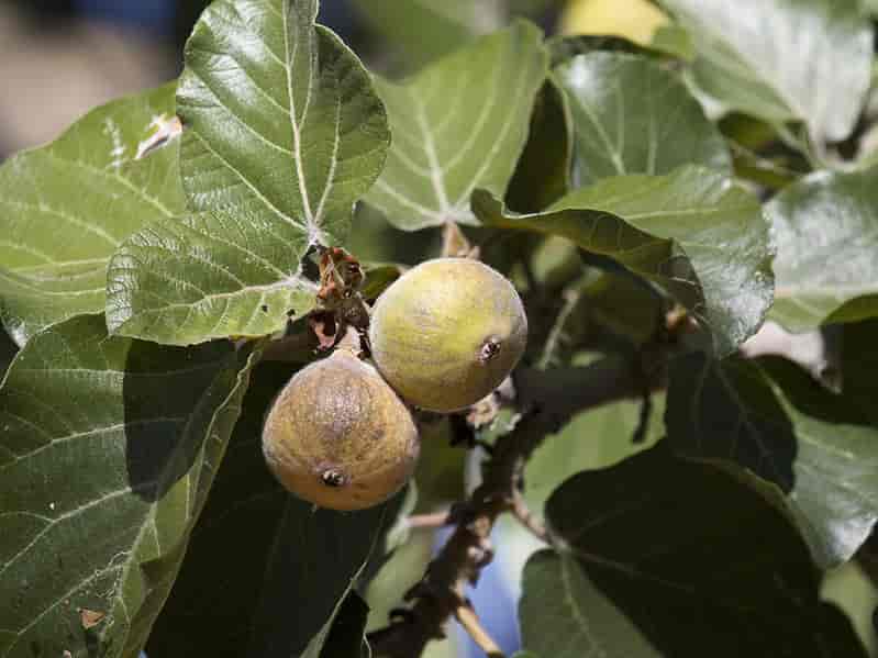 Morbærfiken (Ficus sycomorus)