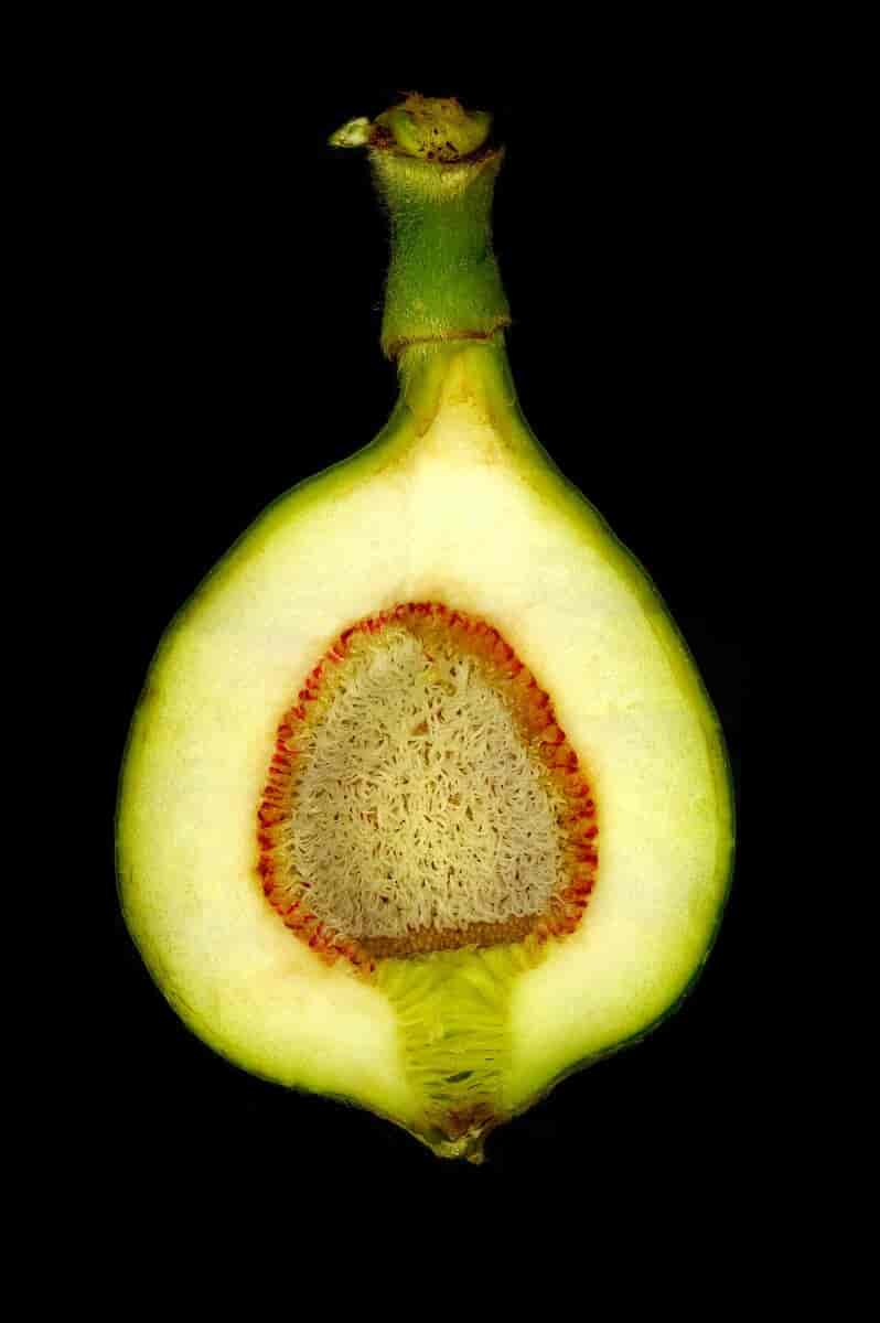 Lengdesnitt gjennom sykoniet til Ficus pumila
