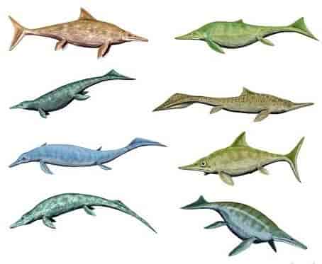 Plansje med åtte forskjellige delfinliknende dyr. Tegning