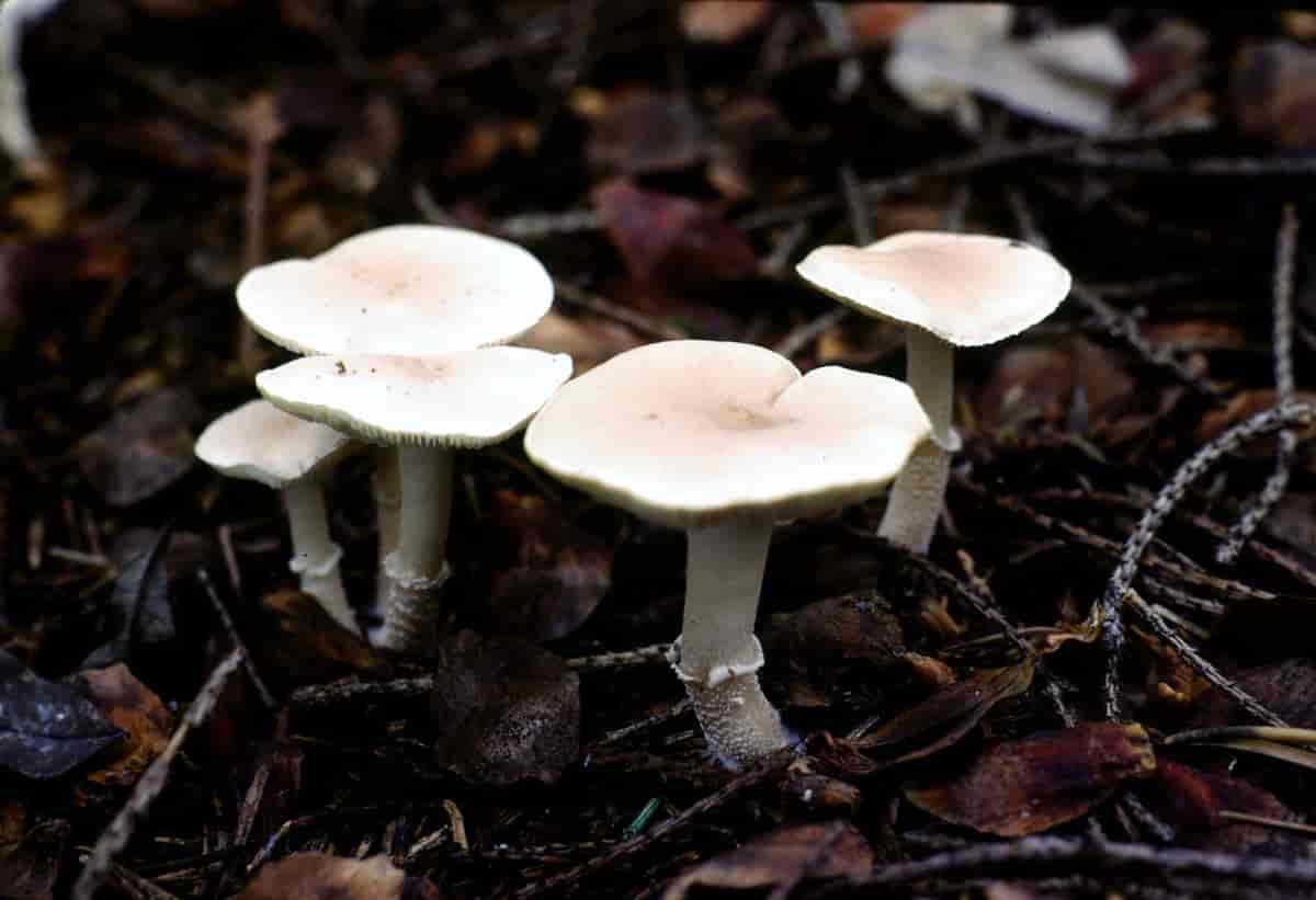 Blekrød grynhatt (Cystoderma carcharias).