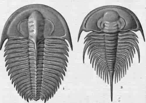 underkambriske trilobitter
