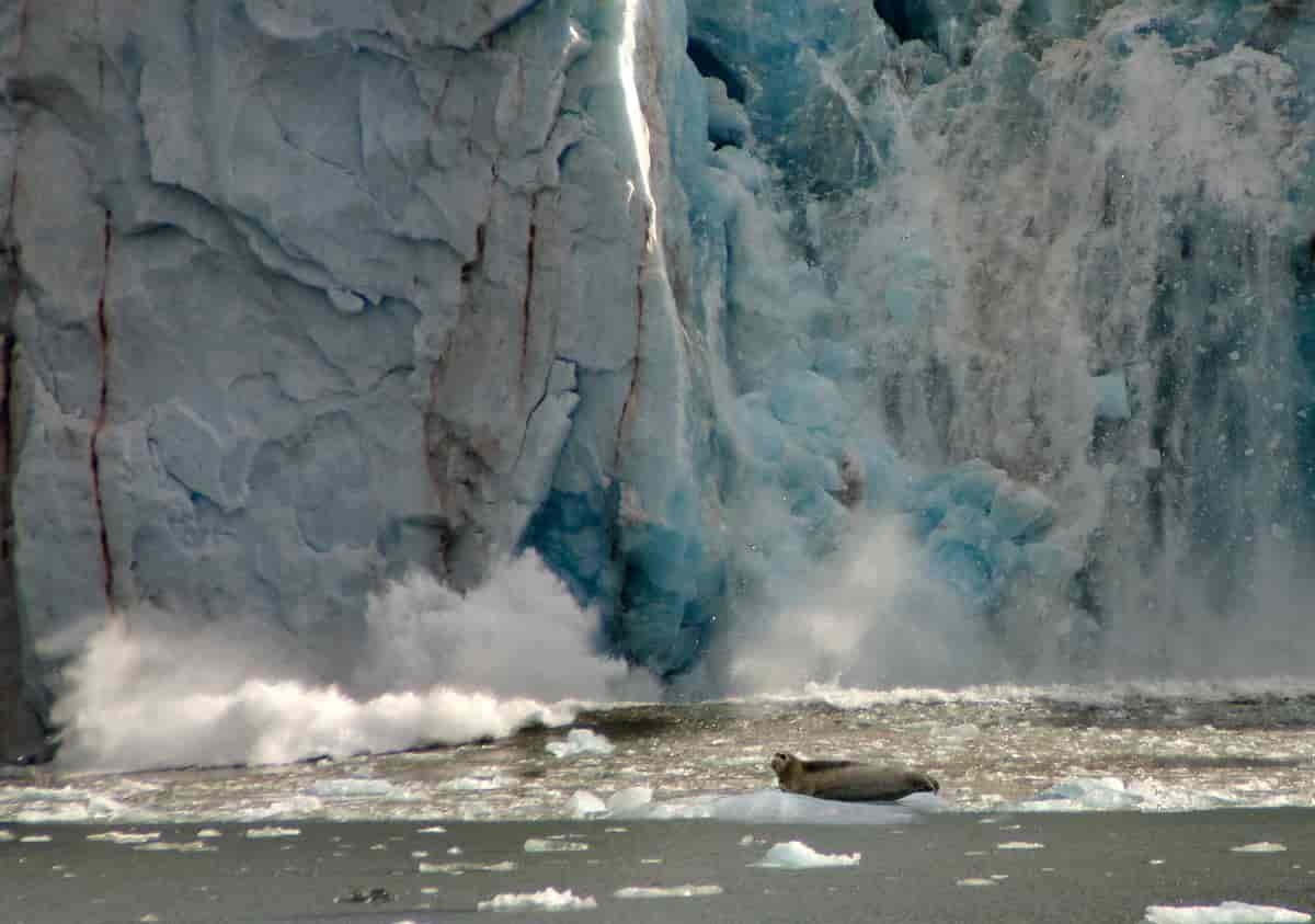 Kalv-is, større eller mindre isstykker som brytes løs fra enden av en isbre som går ut i sjøen.