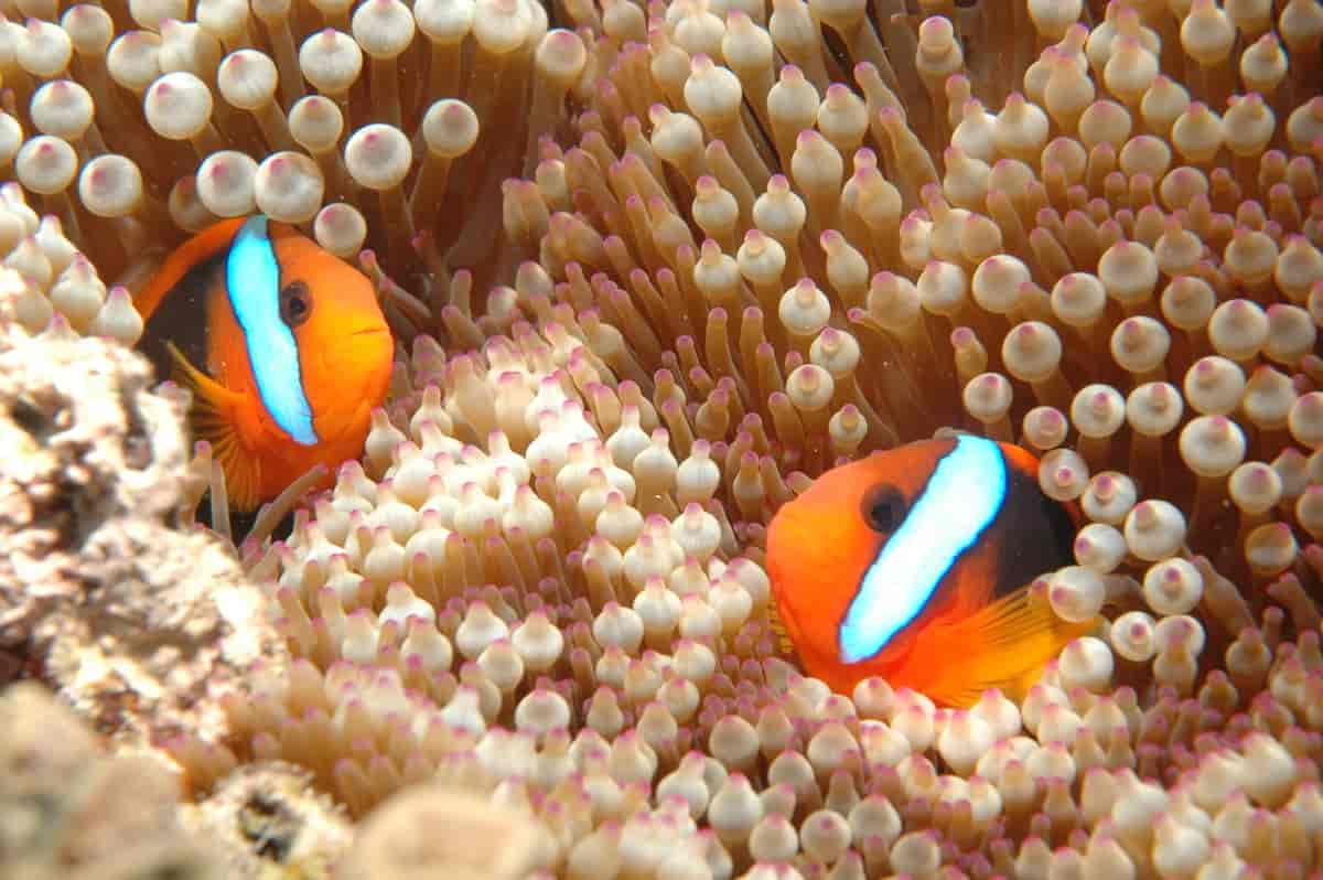 Klovnefisker i Great Barrier Reef