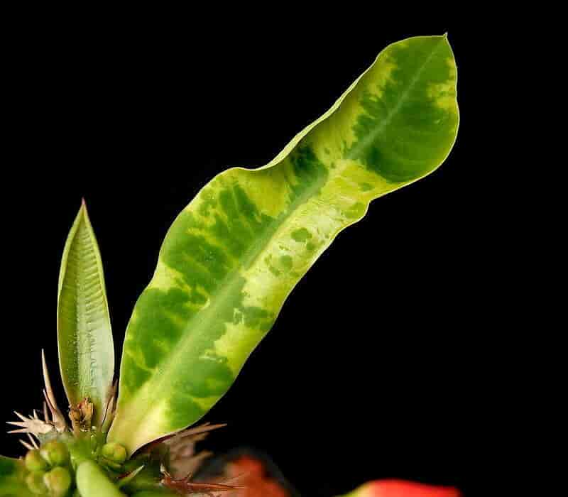 Klorose i Euphorbia viguieri av TMV