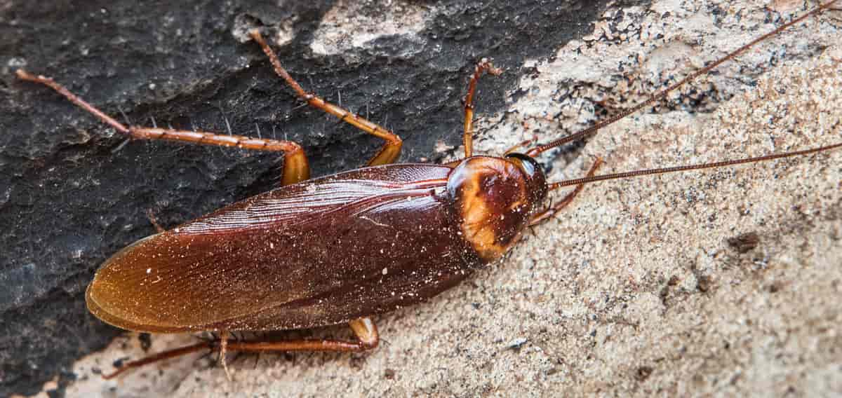 Kakerlakk, Tanzania