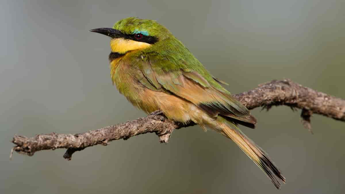 Liten bieter, Little bee-eater, Merops pusillus
