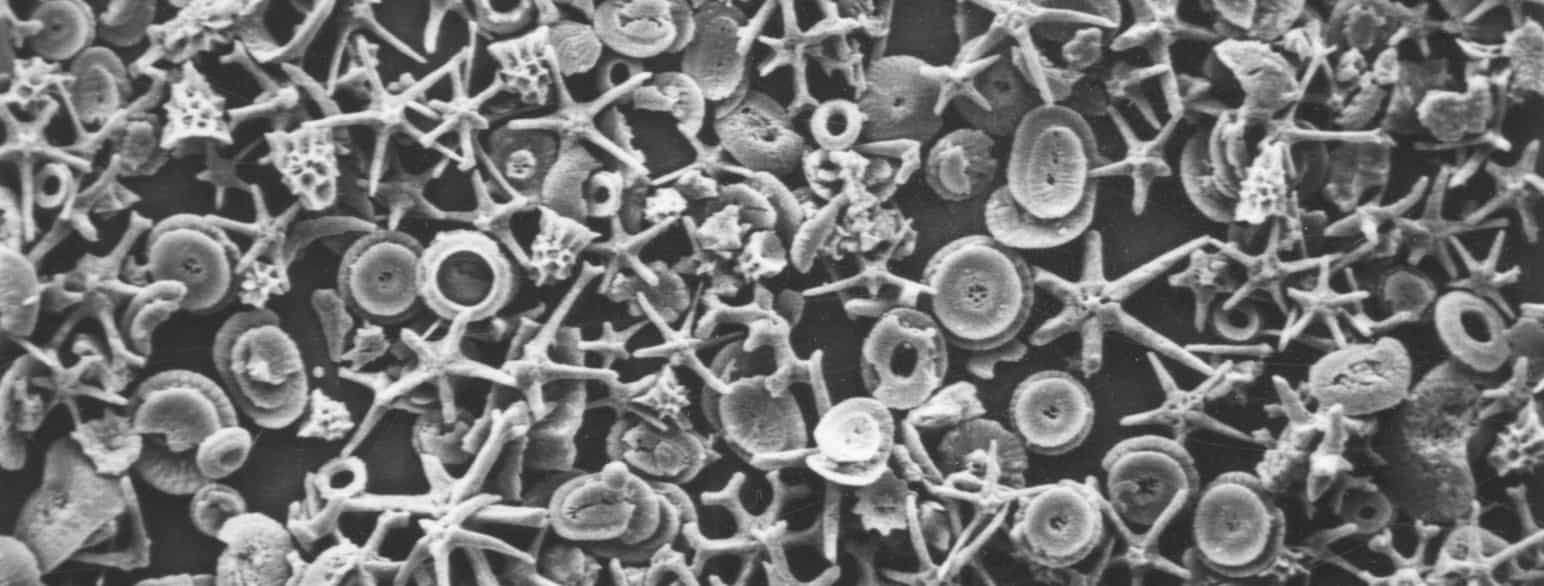 Mikrofossiler i sedimenter fra havbunnen, så små at de bare er synlige i mikroskop. 