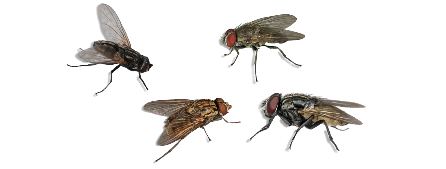 Høststikkflue, liten husflue, husflue og stor husflue