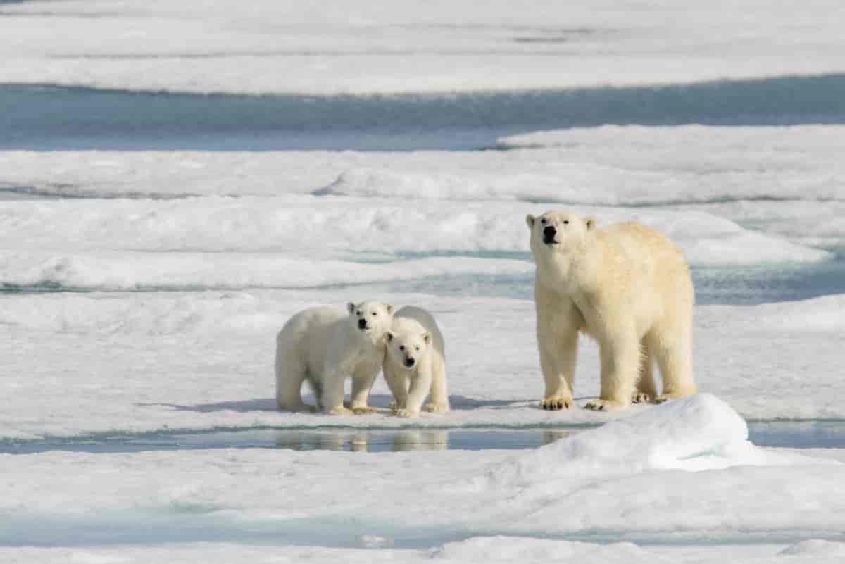 Isbjørnbinne med unger
