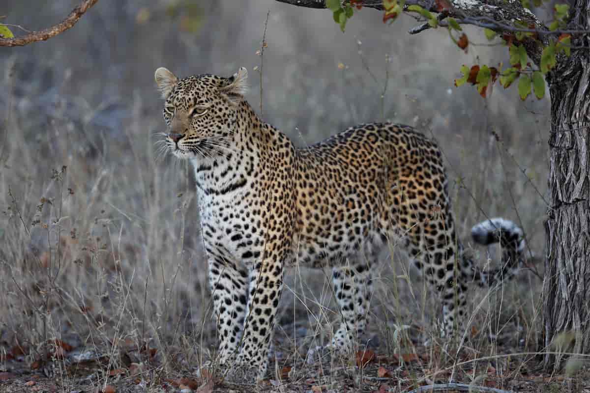 Leopard i Motswari game reserve som grenser til Krüger nasjonalpark.