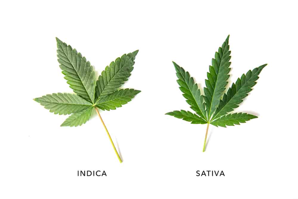Cannabis indica og sativa