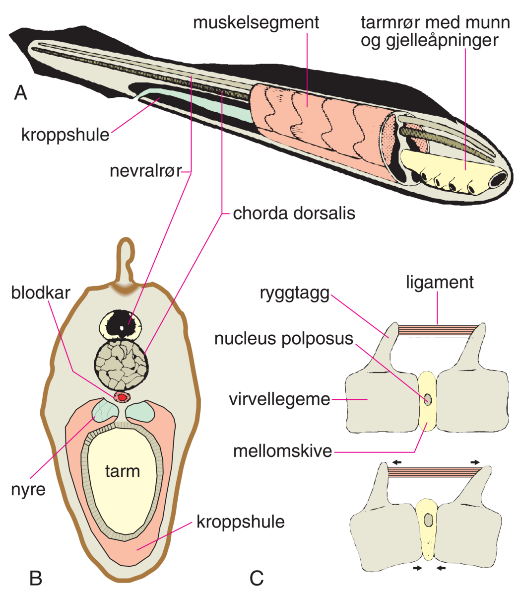 Chorda dorsalis