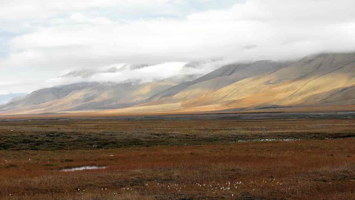 Svalbardsommer