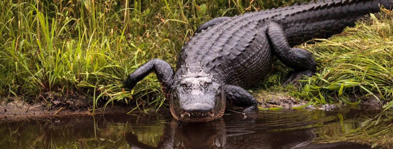 Alligator mississipiensis i Sarasota, Florida