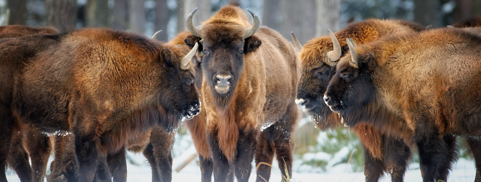 Europeisk bisonflokk i skogen i Ralsko, Tsjekkia