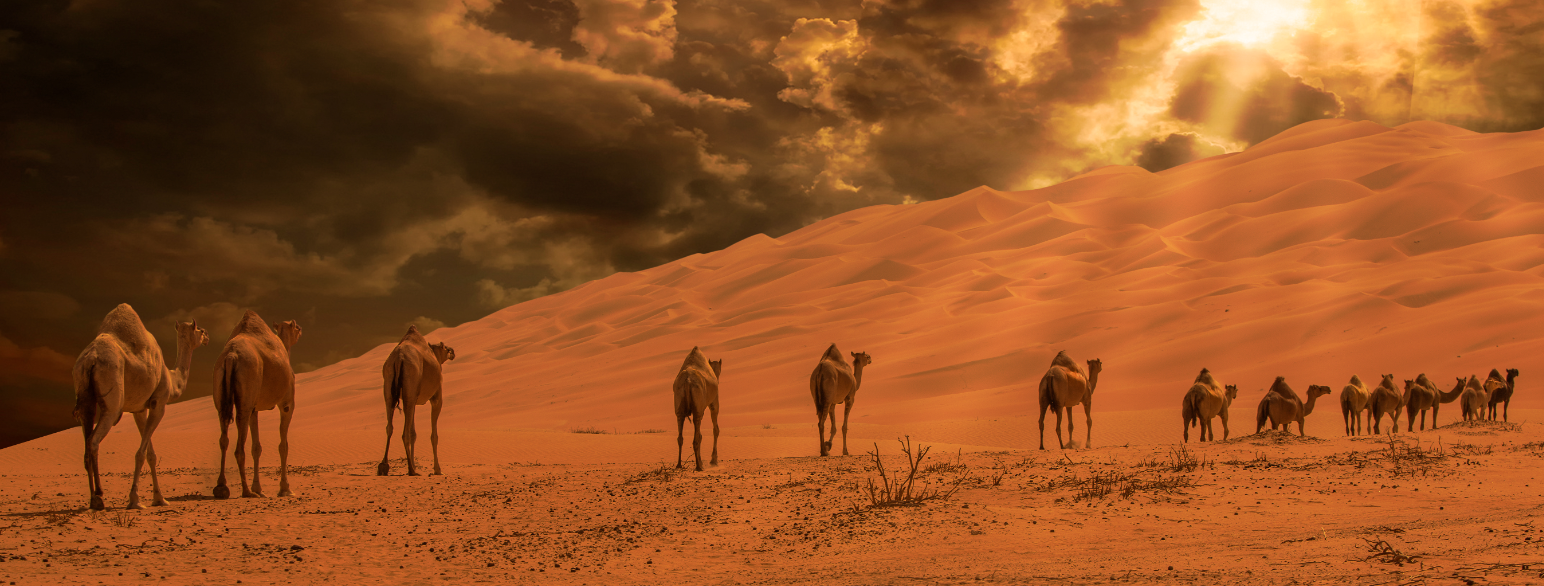 Flokk med enpuklede kameler i Liwaørkenen, Abu Dhabi