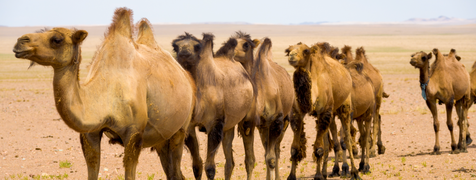 Topuklede baktriske kameler i Gobiørkenen i Mongolia