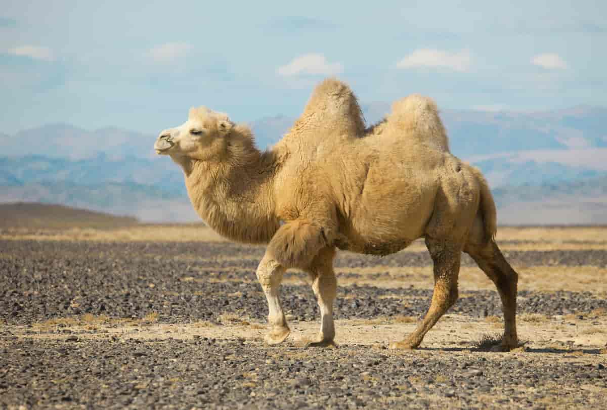 Baktrisk kamel, Mongolia