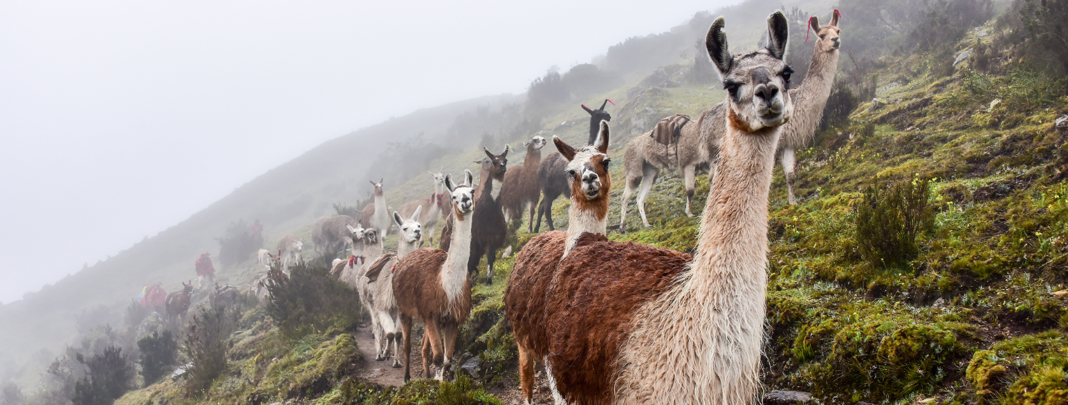 Lamaer i Andesfjellene, Peru.