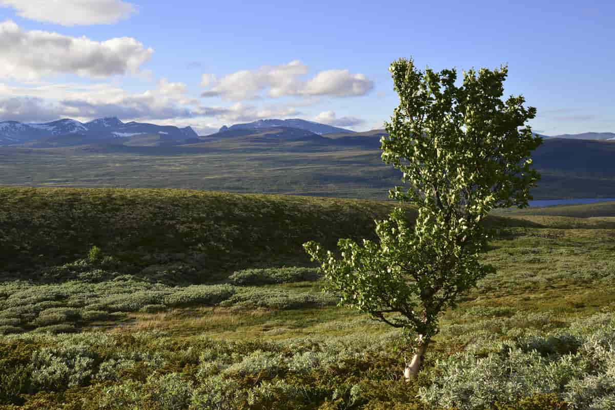 Fjellbjørk danner tregrensen i Einunndalen