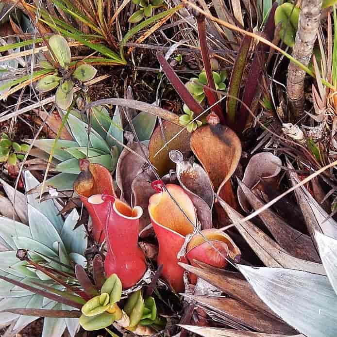 Heliamphora nutans, Roraima