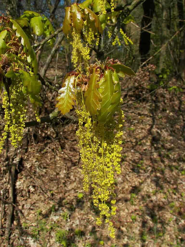 Quercus petraea male flowers