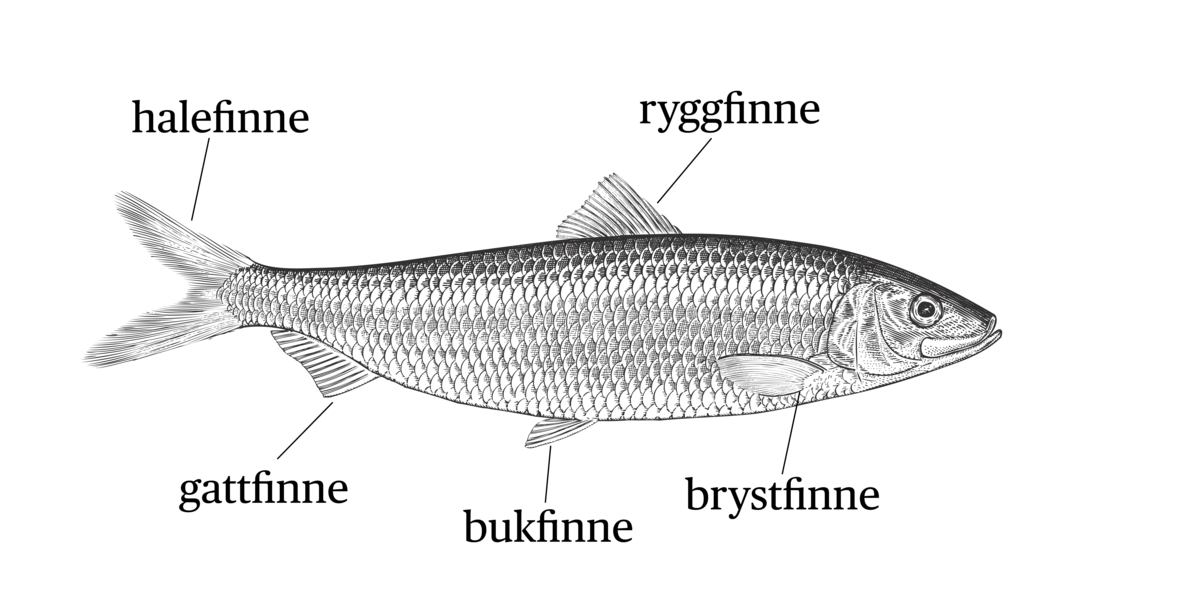 Figur som viser hvor de ulike finnene sitter på fiskekroppen
