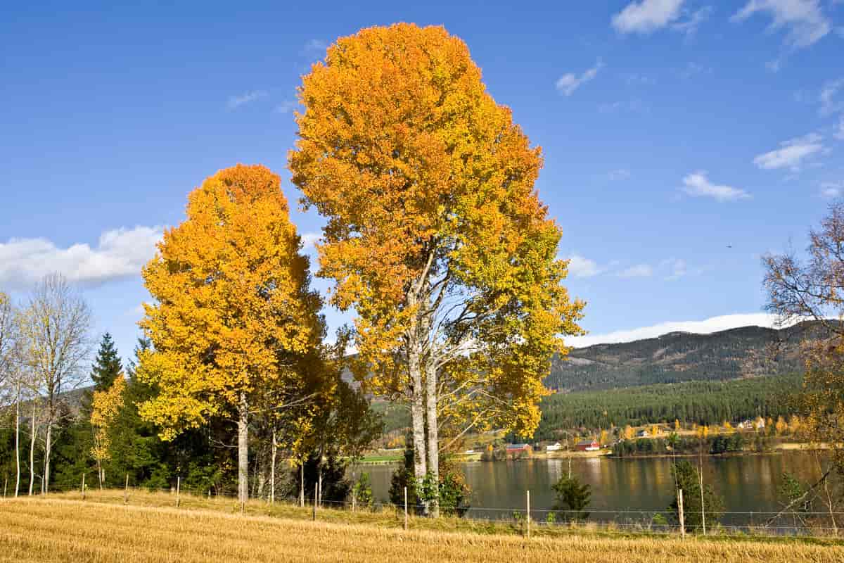 Om høsten kan ospetrærne få fantastiske farger