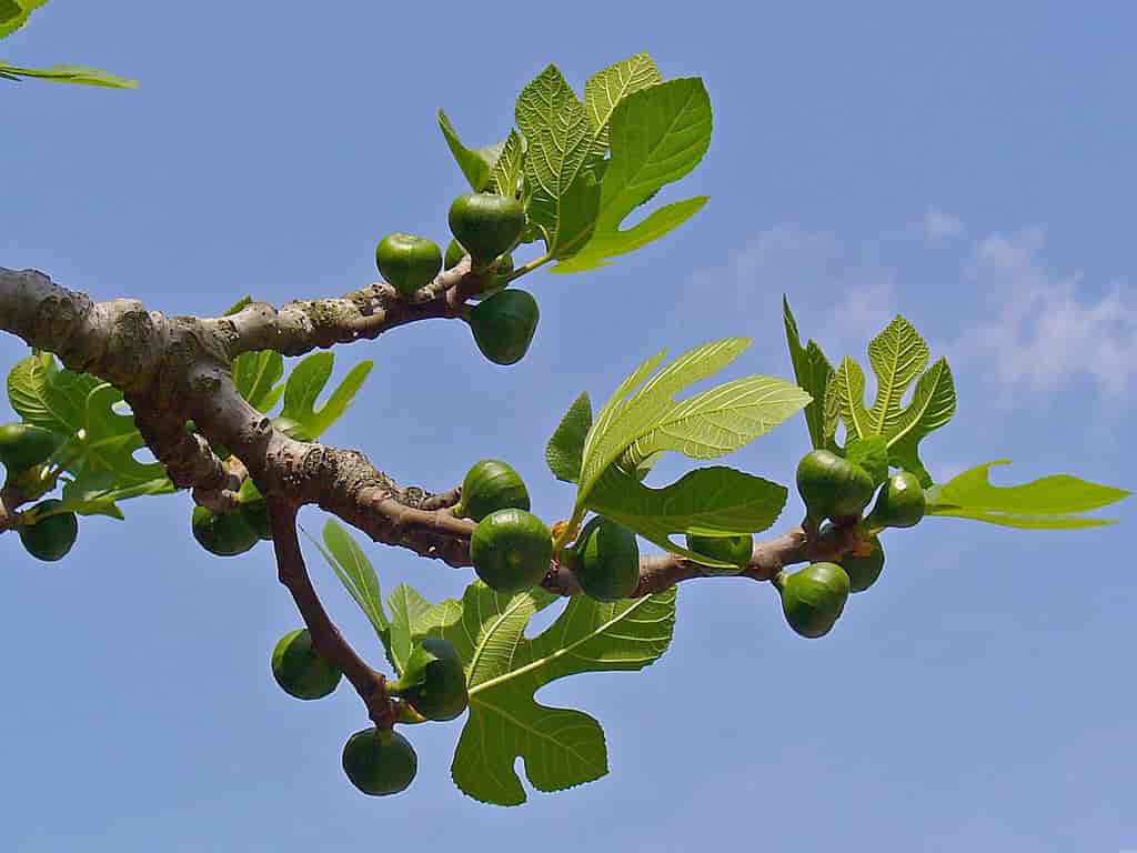 Fiken (Ficus carica)