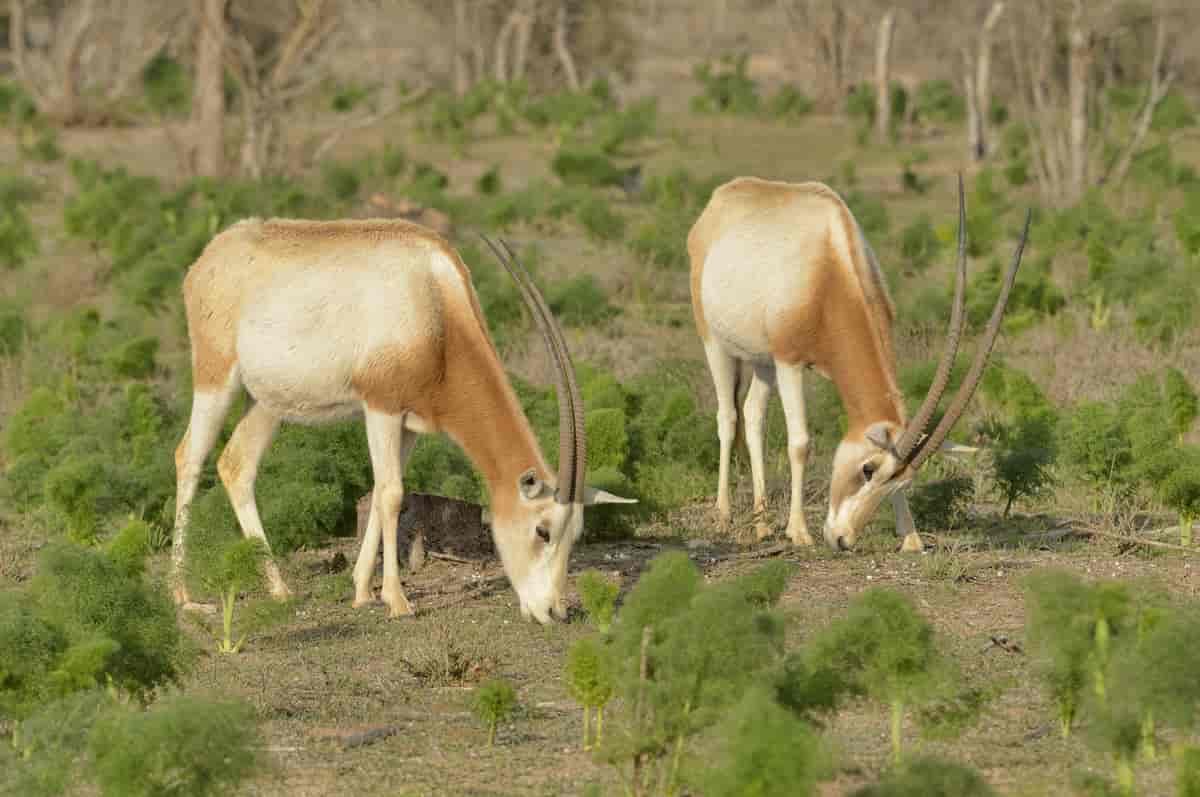 Sabeloryx (Oryx dammah)