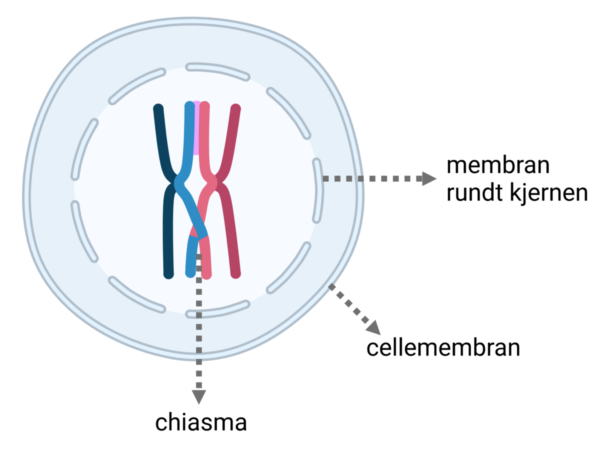 Kromosomer krysser hverandre i celledelingen og danner en chiasma.