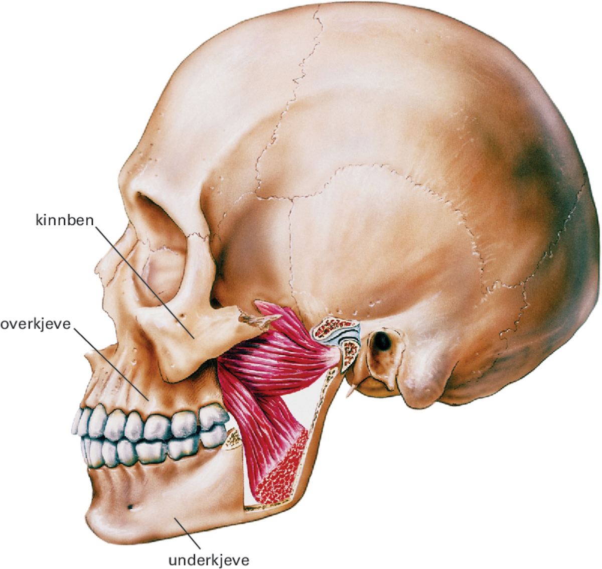 Tegning av hodeskallen til et menneske, sett fra siden
