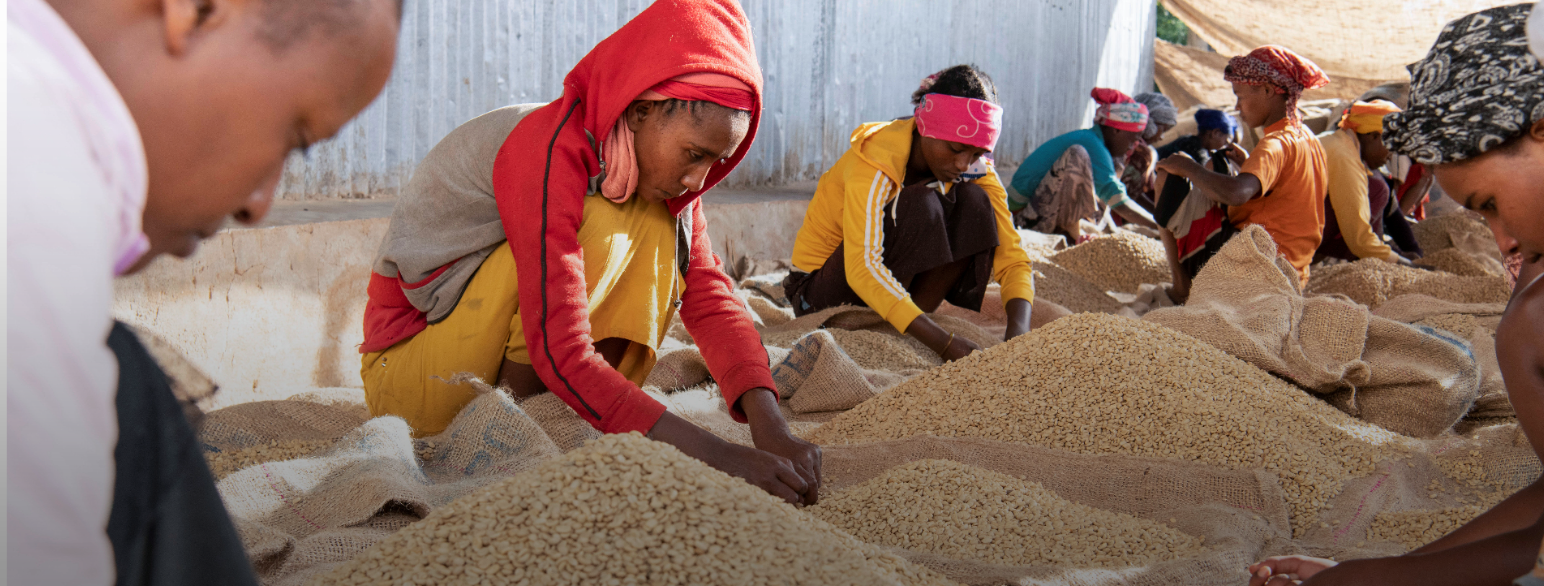 Kaffebønner blir sortert før pakking på en gård i Sidama i Etiopia. Kaffe er Etiopias viktigste eksportartikkel