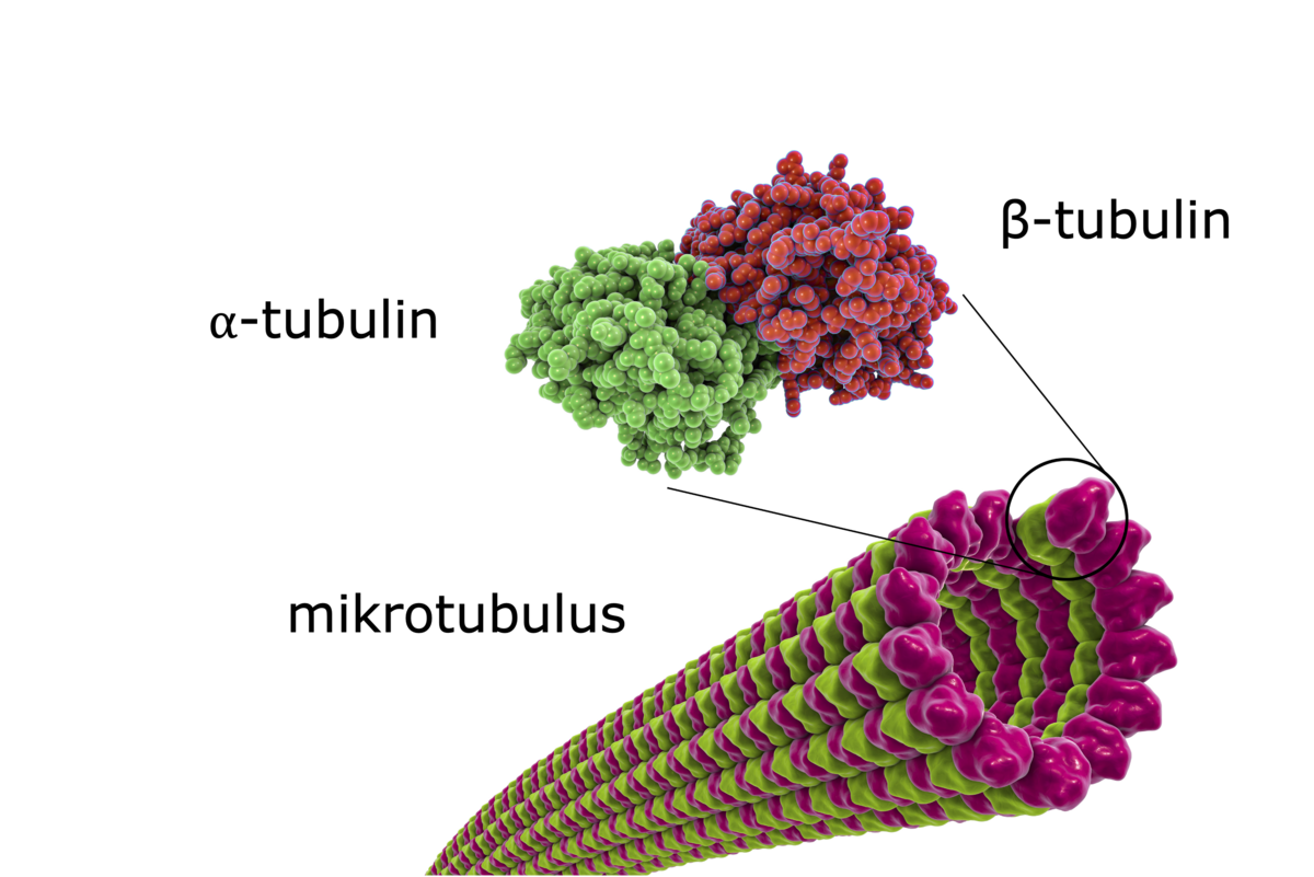 Mikrotubulus