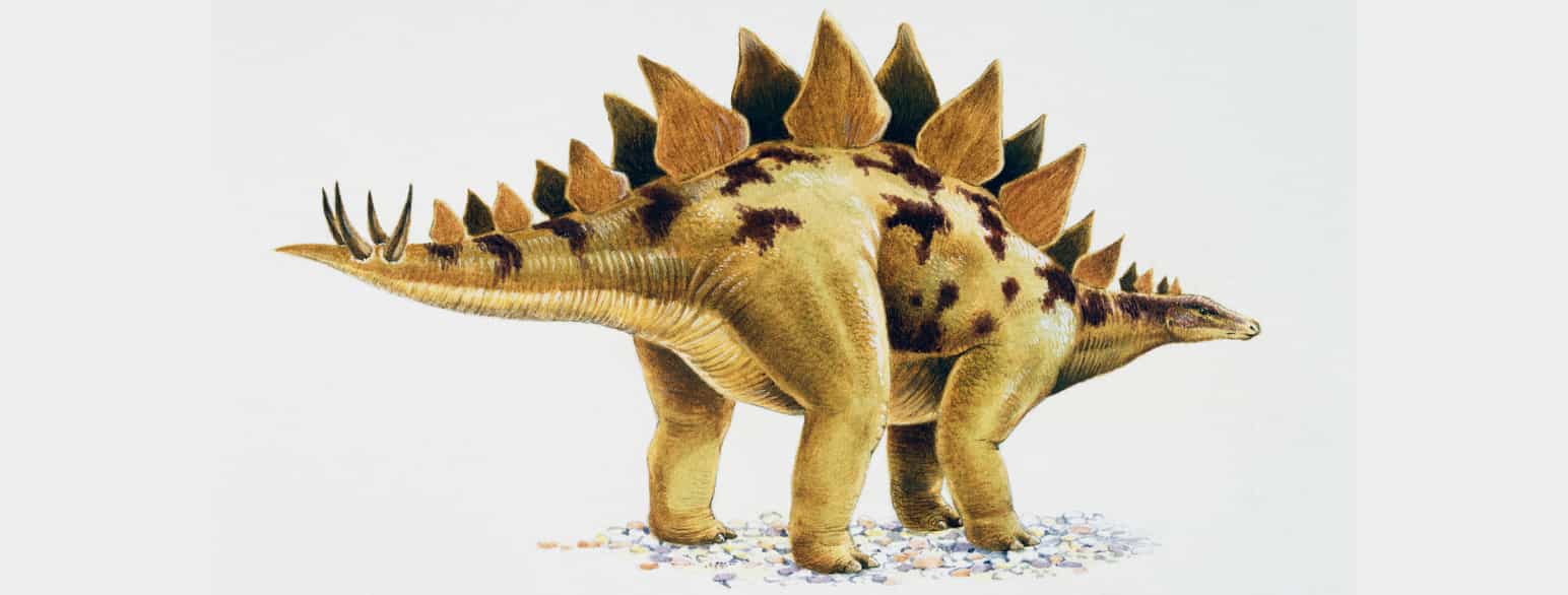 Illustrasjon av hvordan Stegosaurus kan ha sett ut